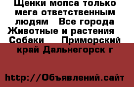 Щенки мопса только мега-ответственным людям - Все города Животные и растения » Собаки   . Приморский край,Дальнегорск г.